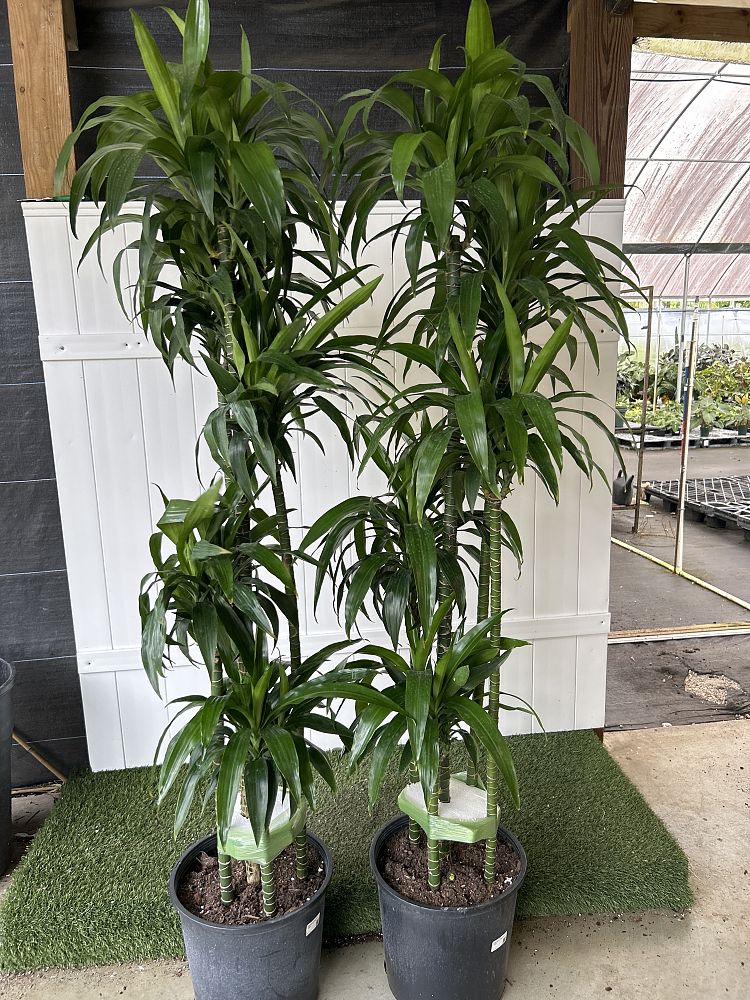 dracaena mona lisa Lisa Cane – Fragrance Plants and Flowers