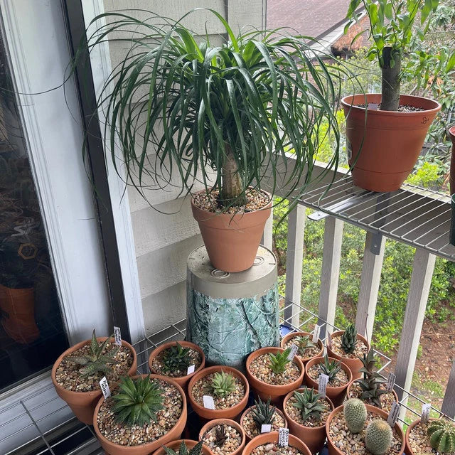 Ponytail Palm