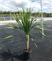 Arborea Palm