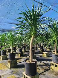 dracaena arborea Arborea Palm – Fragrance Plants and Flowers