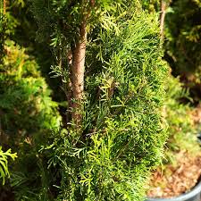 Arborvitae Spiral