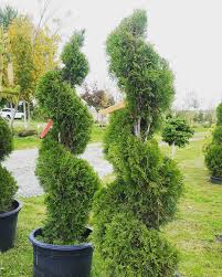 Arborvitae Spiral