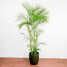 Bamboo Palm