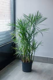 Bamboo Palm