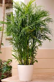 Bamboo Palm