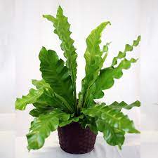 Bird Nest Fern