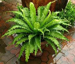 Bird Nest Fern