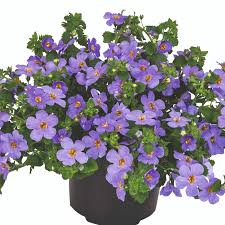 Blue Bacopa