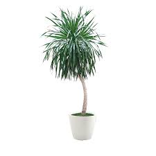 Arborea Palm