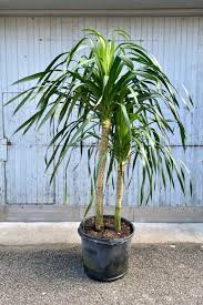 Arborea Palm