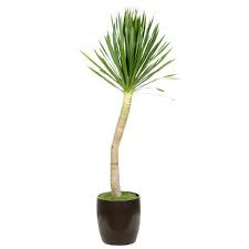 Arborea Palm