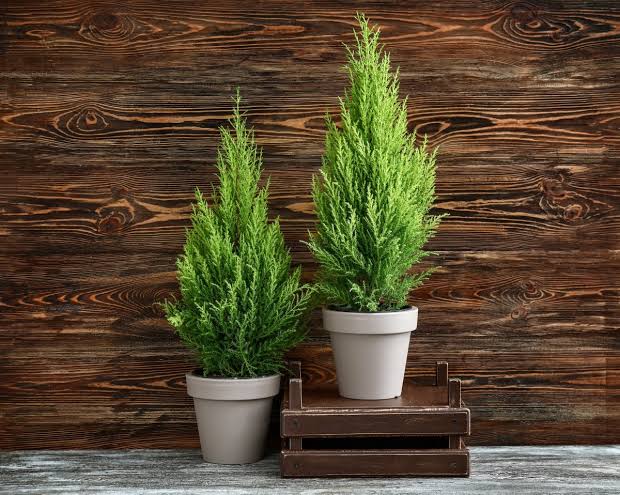 lemon cypress indoor plant care Lemon Cypress Trees – Fragrance Plants and Flowers
