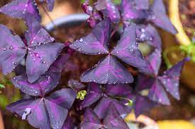 Oxalis Triangularis 4''