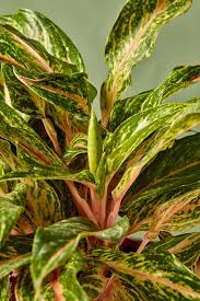 Aglaonema Speckled Sarah