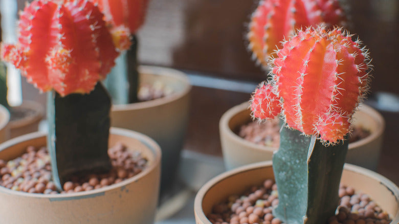 Grafted Cactus