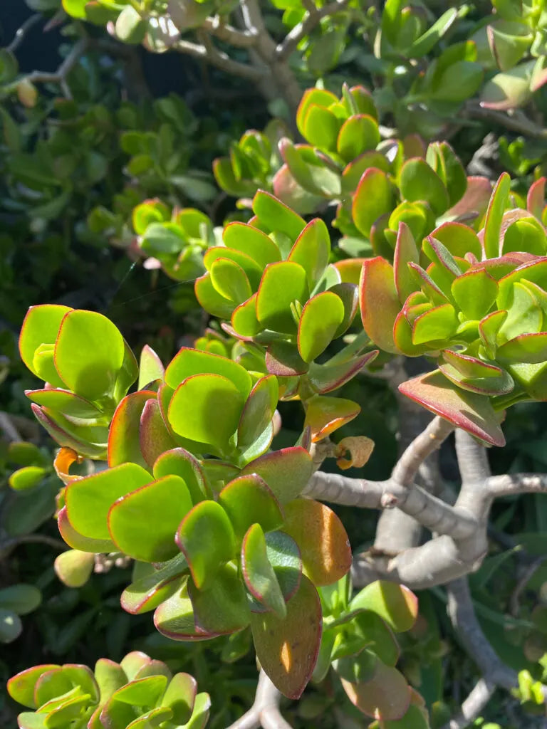 jade plant smell Jade – Fragrance Plants and Flowers