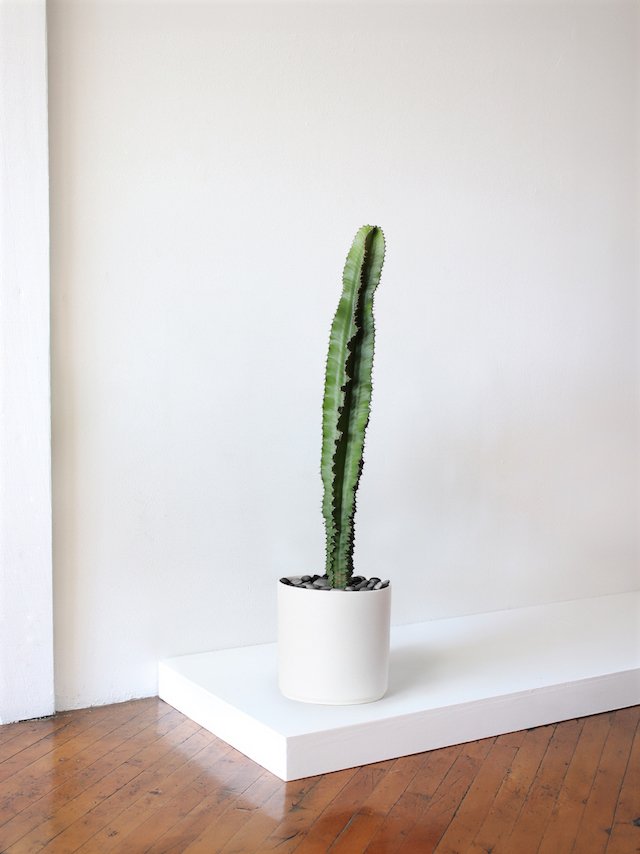 Euphorbia Ingens