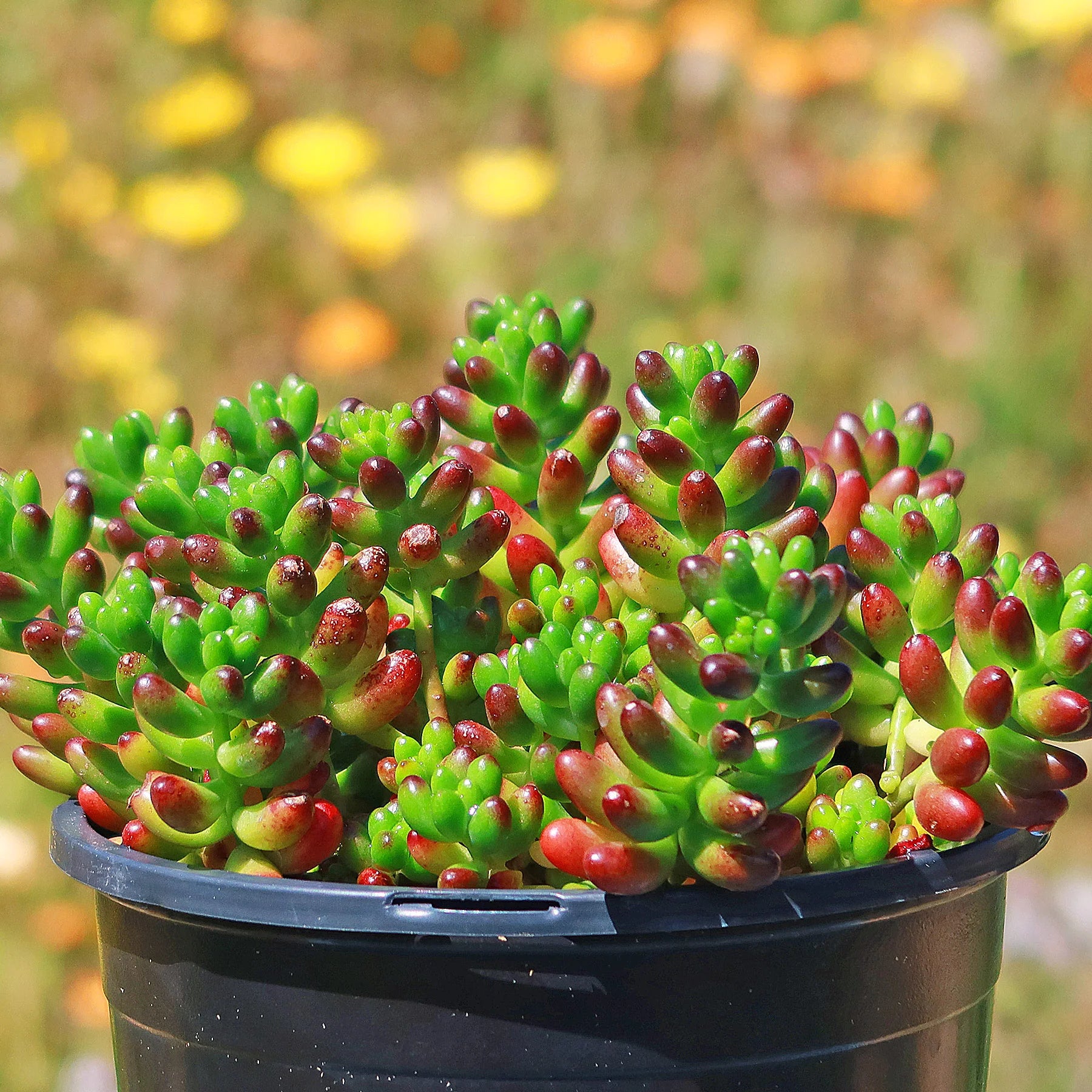 succulent bean plant Jelly Bean – Fragrance Plants and Flowers