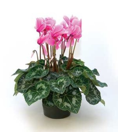 Cyclamen