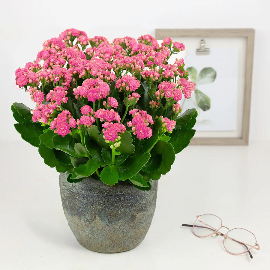 is kalanchoe an indoor plant Kalanchoe – Fragrance Plants and Flowers
