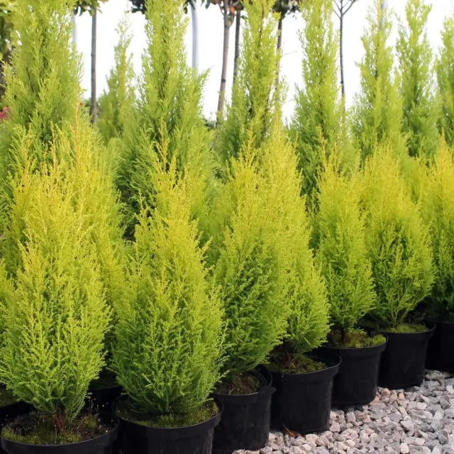 Lemon Cypress Trees