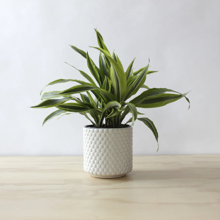 Lemon Lime Dracaena