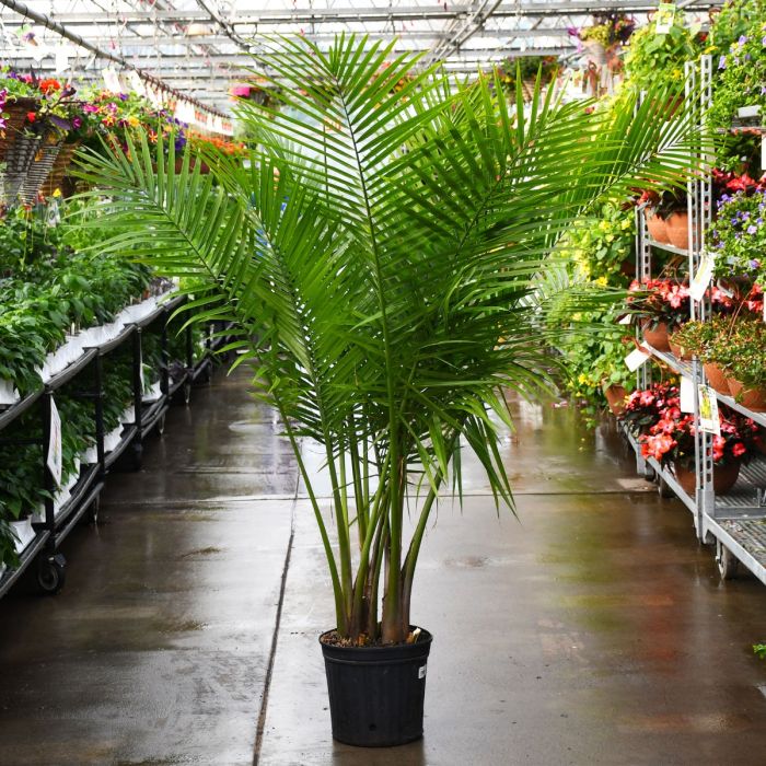 Majesty Palm – Fragrance Plants and Flowers