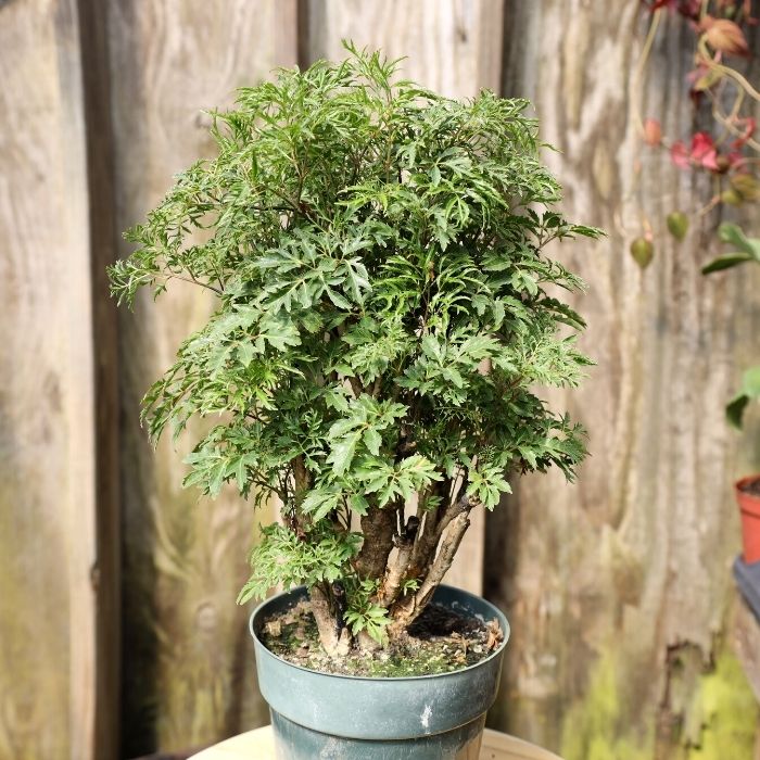 Ming Aralia