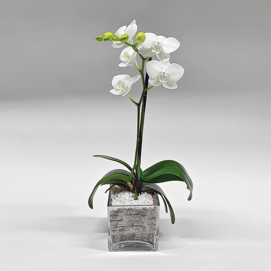 White Single, Double Orchid with Glass/ White/ Black pot