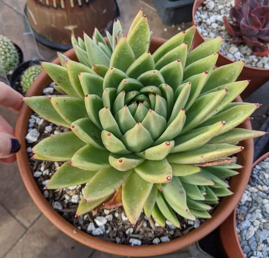 echeveria miranda succulent Green Echerveria – Fragrance Plants and Flowers