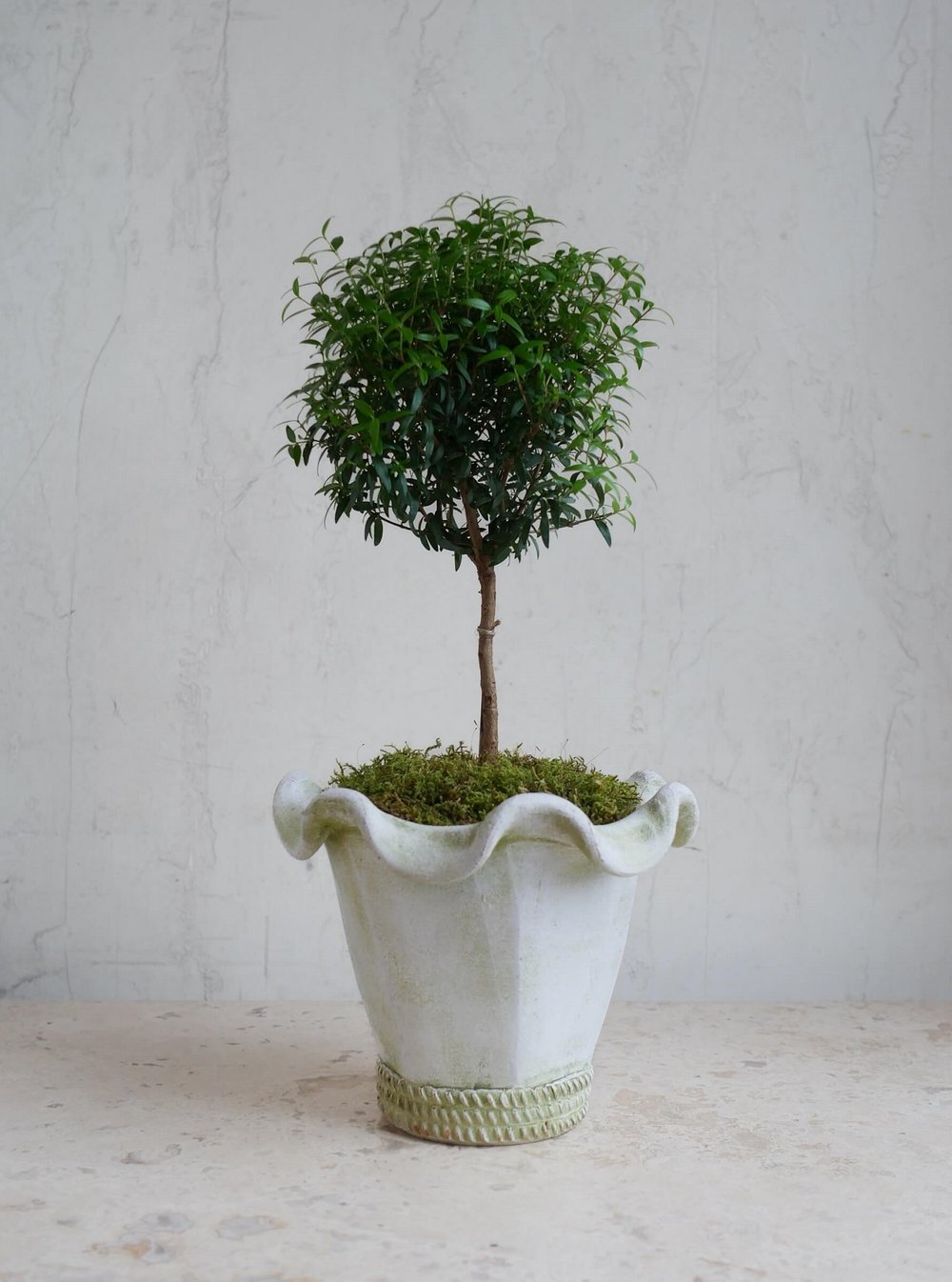 myrtle plant care indoor Myrtle Topiary – Fragrance Plants and Flowers