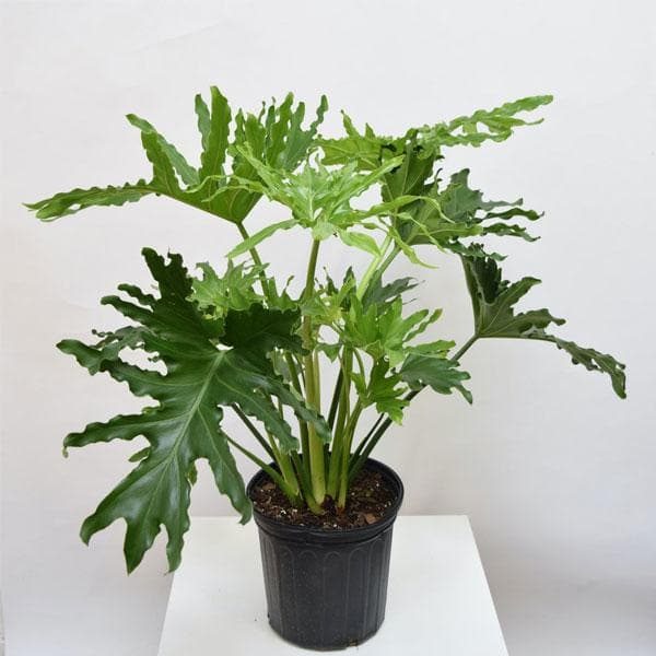 indoor philodendron selloum Philodendron Selloum – Fragrance Plants and Flowers