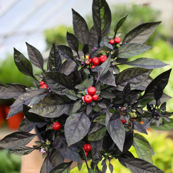 Ornamental Peppers