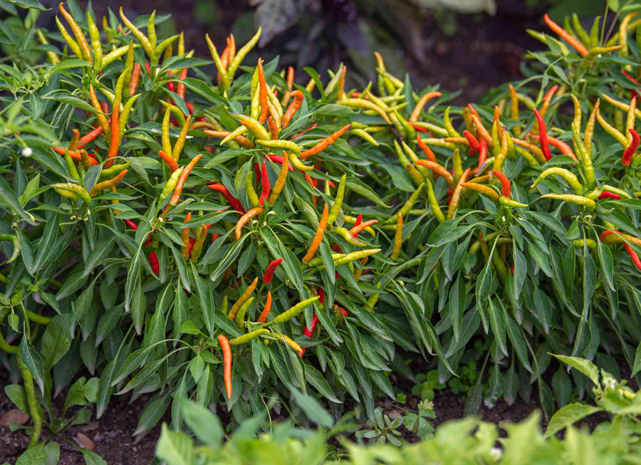 Ornamental Peppers