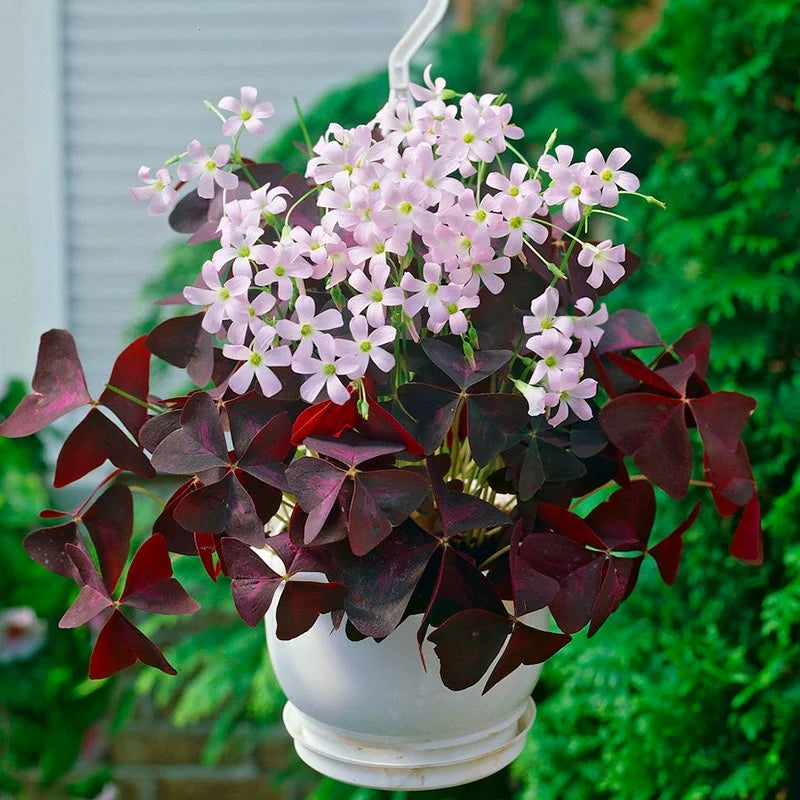 hanging clover plant Oxalis Triangularis 4'' – Fragrance Plants and Flowers