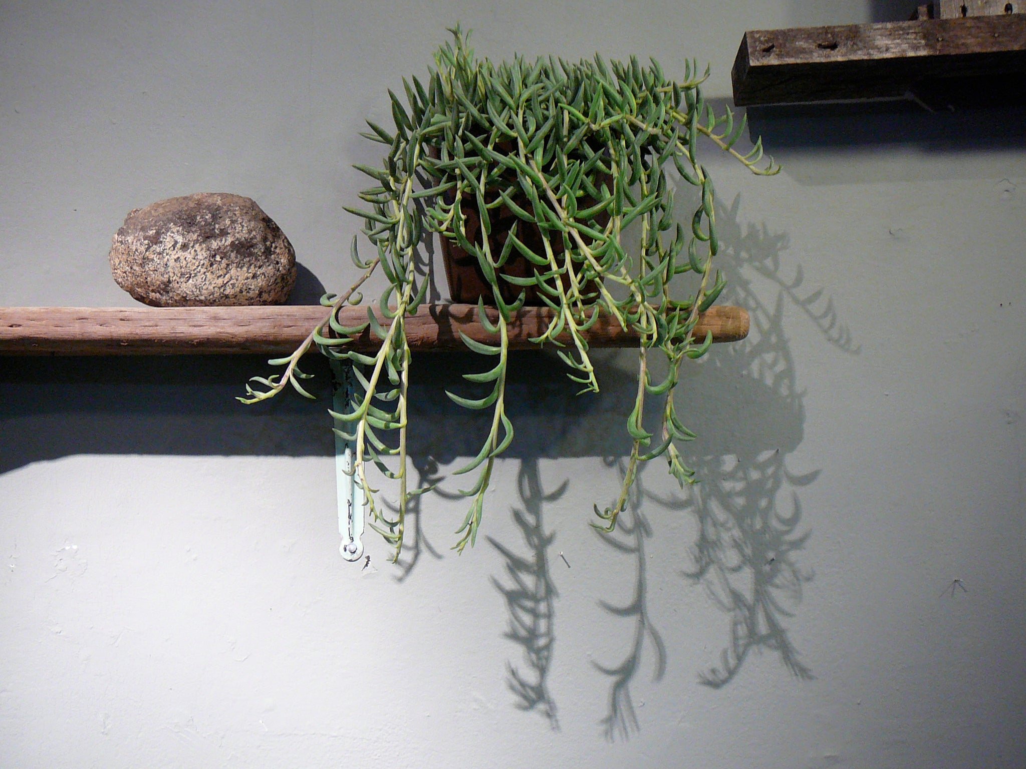 string of fishhooks succulent String of Fish Hooks – Fragrance Plants and Flowers