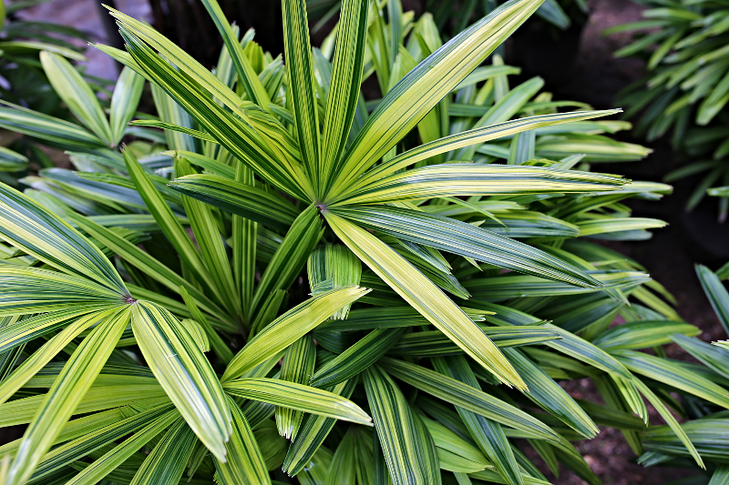 Rhapis Excelsa Palm