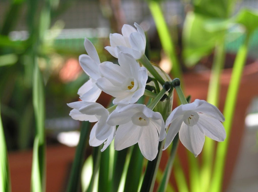 Paper Whites