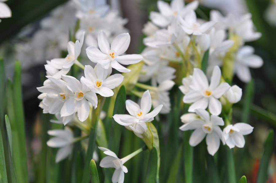 Paper Whites