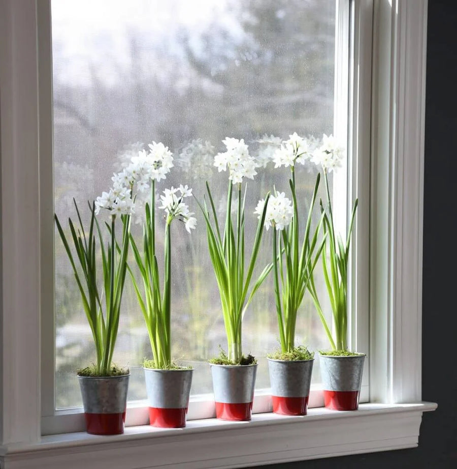 Paper Whites