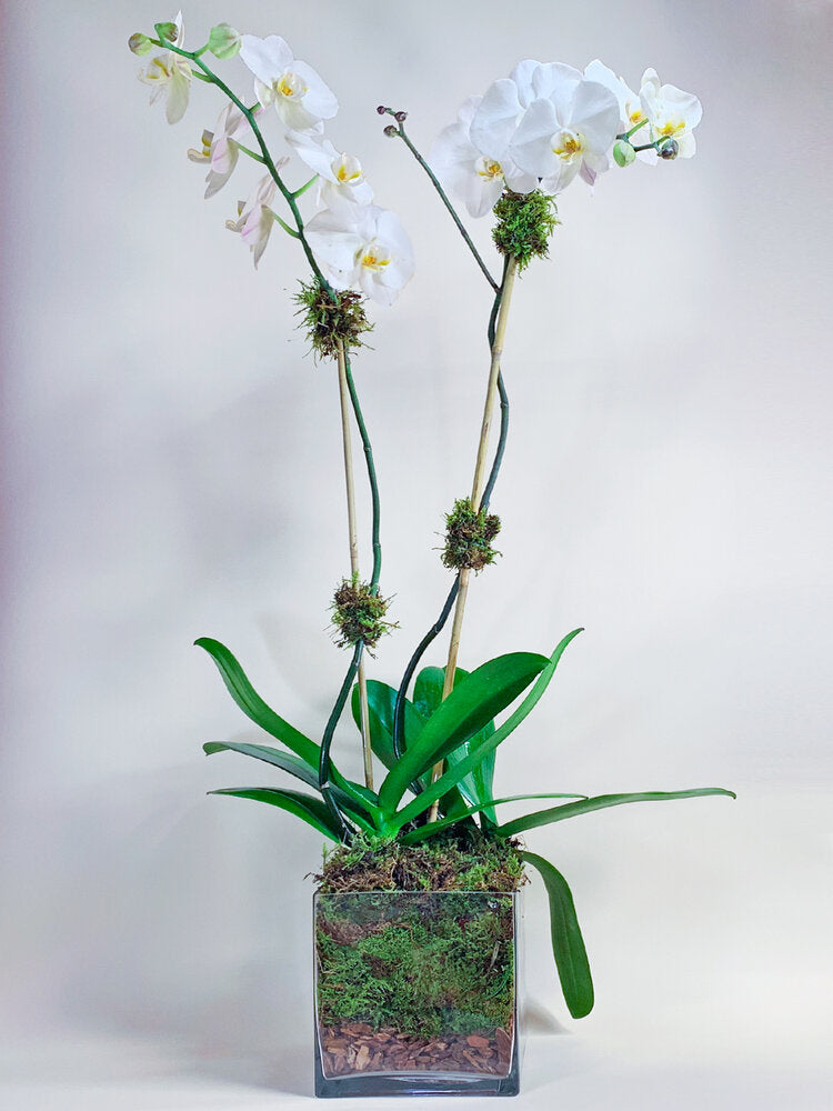 White Single, Double Orchid with Glass/ White/ Black pot