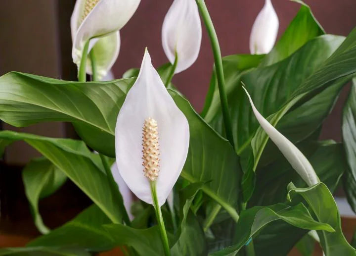 Peace Lily