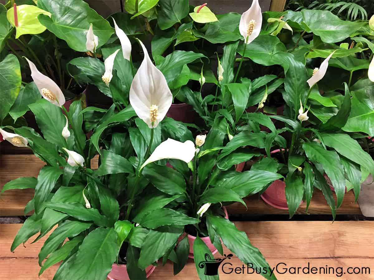 peace lily type plants Peace Lily – Fragrance Plants and Flowers