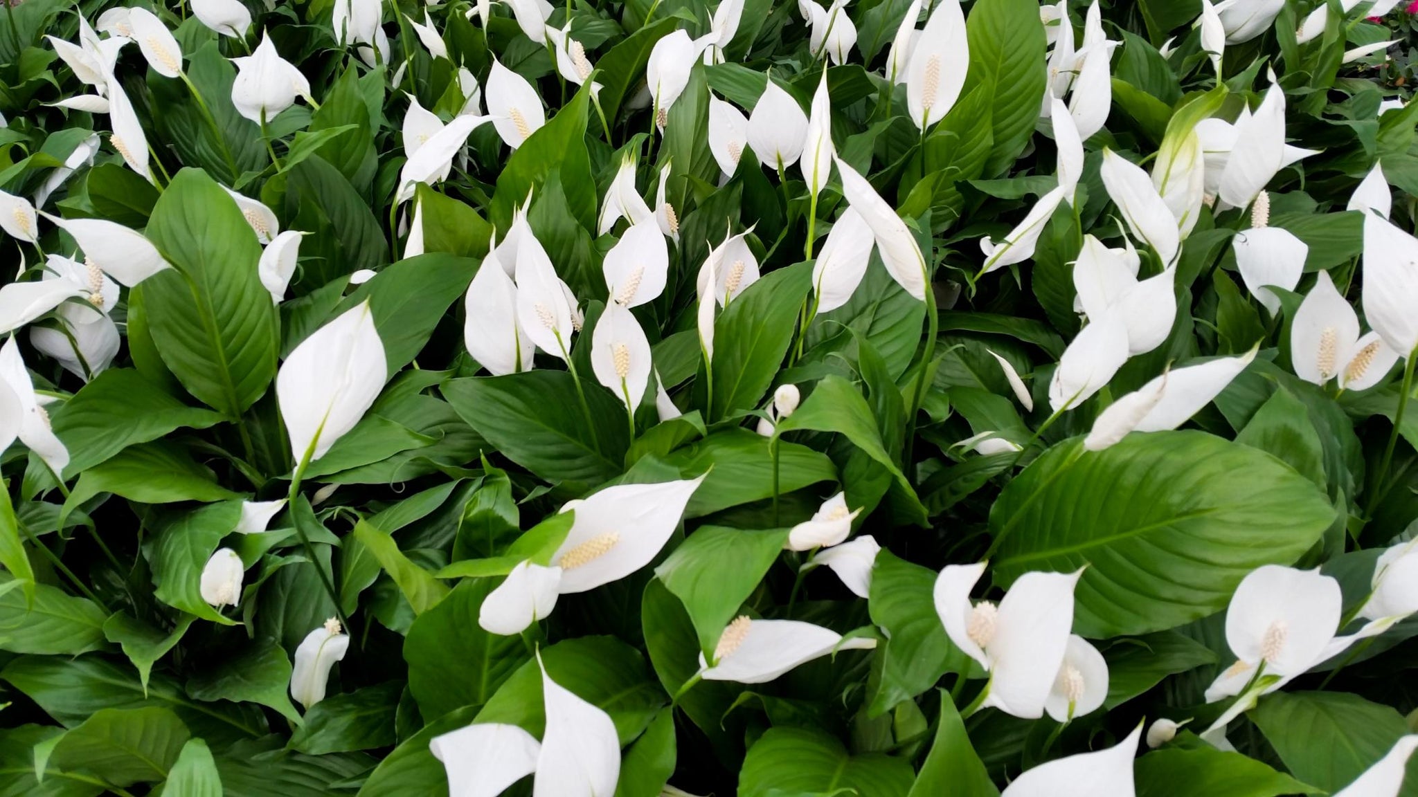 peace lily en español Peace Lily – Fragrance Plants and Flowers