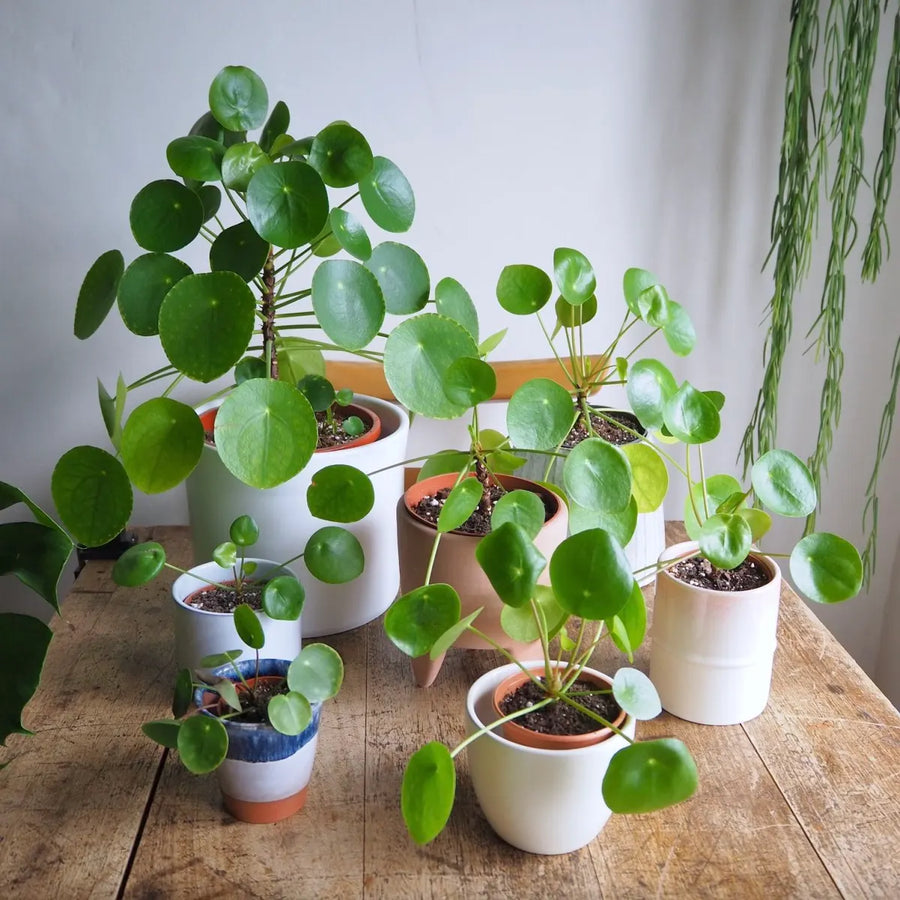 pilea