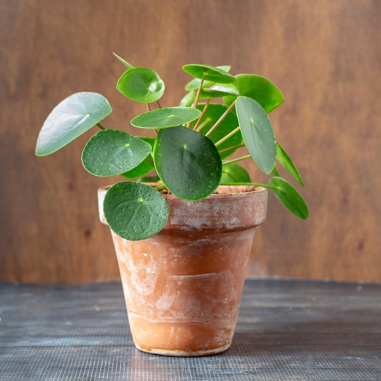 pilea