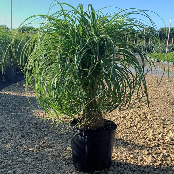 Ponytail Palm