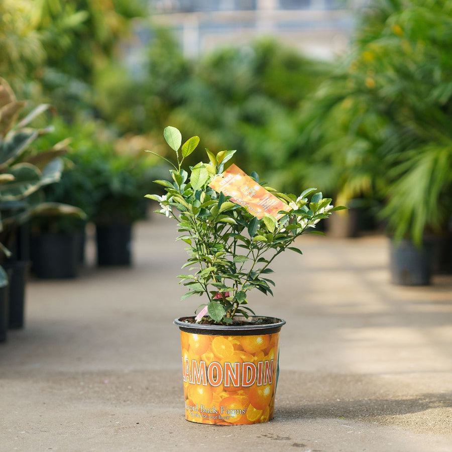 Calamondin Orange