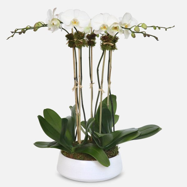 5 Stems White Orchid In Pot