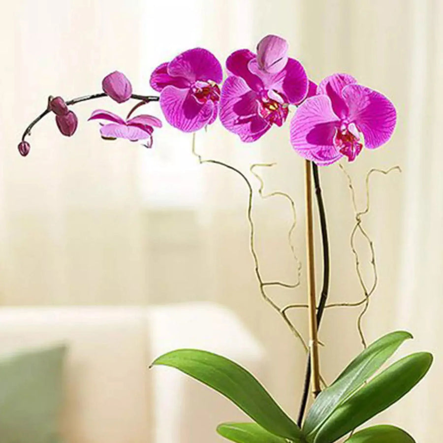lavender orchid plant light purple orchids with glass pot. – Fragrance Plants and Flowers